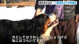 「犬はうれしいんでしょうけど私はつらい…」『南国高知』も県内各地で冷え込み平野部でも氷点下 四万十市ではうっすら積雪も | 高知のニュース・天気|KUTV NEWS | KUTVテレビ高知