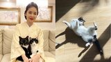 【ねこ】藤あや子・愛猫 “オレオ” が「光合成しながらブレイキン」床上の連続写真にフォロワー沸く|TBS NEWS DIG