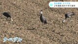 冬の使者“ナベツル”２年連続で越冬　1羽は子ども　高知・四万十市|TBS NEWS DIG