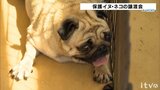 新しい家族探し…保護イヌ・ネコの大譲渡会 | 愛媛のニュース - Nスタえひめ|あいテレビは6チャンネル