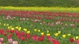 「チューリップと、菜の花とサクラとがいっぺんに見えるのが魅力」3万本のチューリップ見ごろ 愛媛・大洲市|TBS NEWS DIG