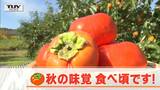 「最高!柿狩りは初めてだ」東北でただ一つの観光“柿”園 寒さから苗木を守り“もぎたて”をその場で | 山形のニュース│TUYテレビユー山形