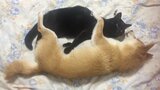 「猫が好きすぎて離したくない柴犬」“ももと天空”古民家暮らしの犬猫3姉弟 YouTube再生3億回超 | 鹿児島のニュース|MBC NEWS|南日本放送