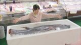クロマグロ初水揚げ 1982年以降最も早く 150キロのマグロ1本まるまる仕入れた店も…鳥取県境港市|TBS NEWS DIG