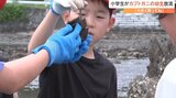 カブトガニの幼生を放流 守江湾干潟の保全へ 大分 | 大分のニュース|OBS NEWS|大分放送