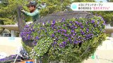 4日にグランドオープン 春の桂浜彩る“生きたオブジェ” 成長する過程も楽しめる | 高知のニュース・天気|KUTV NEWS | KUTVテレビ高知