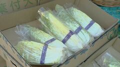 8月「キャベツ｣「レタス｣「はくさい」が安い　野菜価格の見通し　農水省| TBS CROSS DIG with Bloomberg