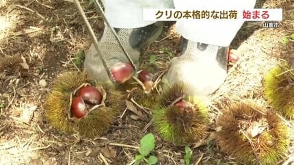 西日本一の生産量 熊本山鹿のクリ 本格的な出荷始まる ケーキや和菓子