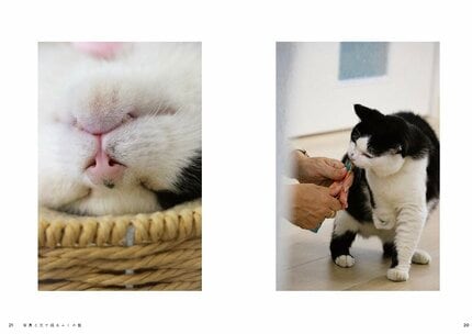 カラスに襲われ瀕死だった3本足の保護猫「ふくちゃん」今や広報部長に