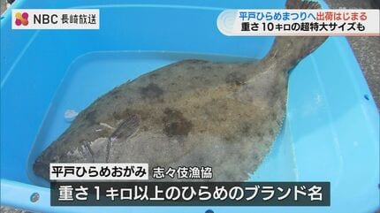 25日から平戸ひらめまつり 超特大サイズの「座布団ひらめ」出荷 長崎県