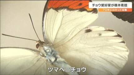 蝶の標本 1973年頃採集 葛藤を抱え”チョウの採集を続けた男性“あの日”のあと「息絶えたチョウ