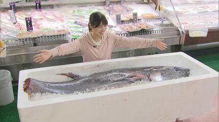 クロマグロ初水揚げ 1982年以降最も早く 150キロのマグロ1本まるまる