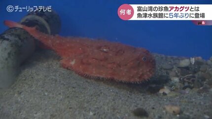 エサをやっても食べてくれない」飼育担当の女性も困惑…珍魚アカグツ 5