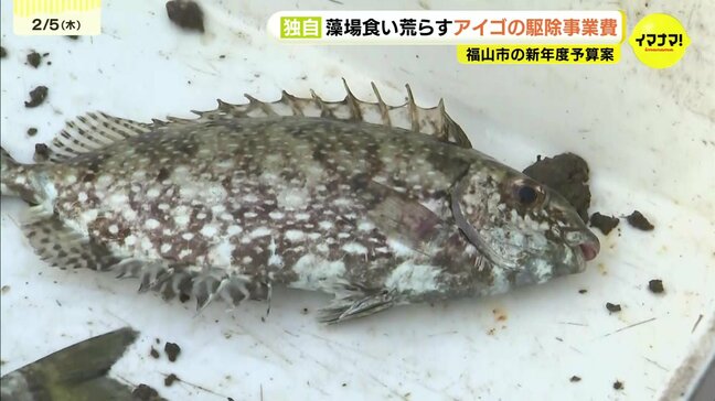 【独自】新年度予算案に藻場食害のアイゴ対策 リサイクル工場建替計画の策定費も 広島県福山市 一般会計2077億円 |TBS NEWS DIG