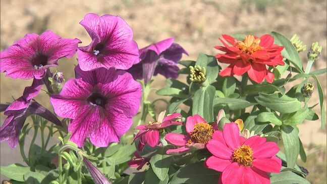 みどりの日に草花無料配布|TBS NEWS DIG