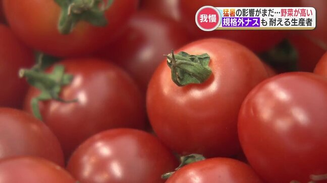 「小ネギが1束400円に」“尋常じゃない” 野菜の価格上昇続く　朝晩の気温低下で価格落ち着くか？|TBS NEWS DIG