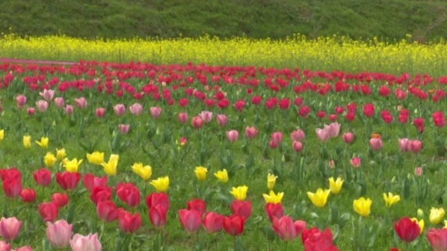 「チューリップと、菜の花とサクラとがいっぺんに見えるのが魅力」3万本のチューリップ見ごろ 愛媛・大洲市|TBS NEWS DIG
