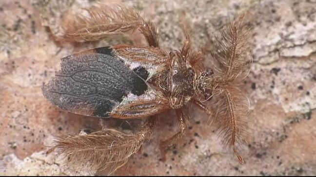 「追い求めた憧れの虫」 36年ぶりの大発見！ 絶滅危惧のカメムシ 独特の臭いはなく、肉食 発見の瞬間「止まれ！」石川県ふれあい昆虫館で公開 全国でここだけ 「拝みました」 |TBS NEWS DIG
