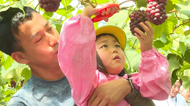旬を迎えたデラウェアの初出荷式　色づきも糖度も上々　大分・宇佐市|TBS NEWS DIG