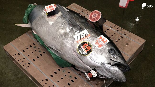 「すごくいいマグロ」沼津魚市場で初競り まちも始動 多くの企業・官公庁で仕事始め =静岡|TBS NEWS DIG