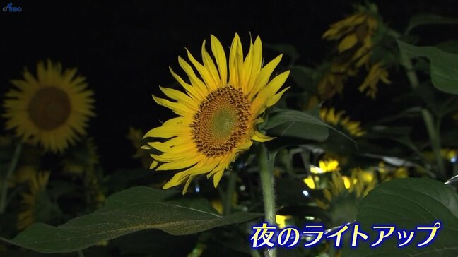 夜に浮かび上がる幻想的なヒマワリ20万本　見頃迎えた畑をライトアップする初の試み　岩手・矢巾町|TBS NEWS DIG
