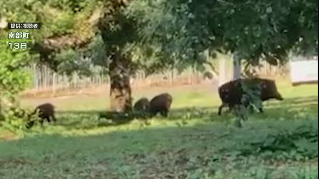 【映像あり】リンゴ畑に「イノシシ」の群れ 地面に鼻を近づけて嗅ぎまわっているような様子が… 目撃された町では2024年に約200万円の農業被害も 町が対策を呼びかけ 青森県南部町|TBS NEWS DIG