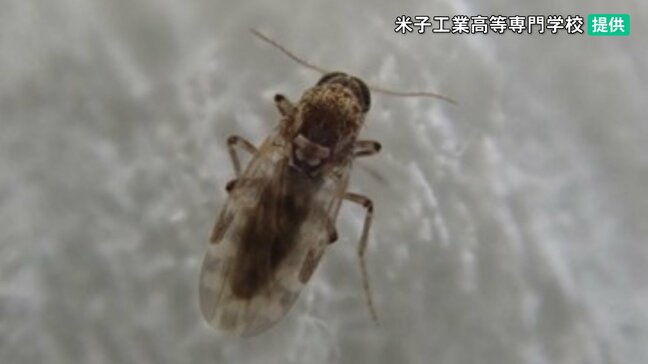 「蚊の10倍」猛烈かゆみが襲う 水辺にいる“スケベ虫”に注意|TBS NEWS DIG