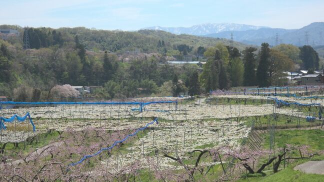 まるで一面の雪景色… 金沢の山沿いでナシの花が満開 授粉作業ピーク|TBS NEWS DIG
