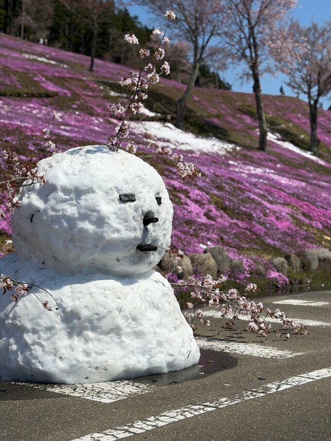降雪⇒強風で倒木『芝ざくら滝上公園』が休園　北海道滝上町では約1200戸で停電《最大瞬間風速》統計史上1位となる29.０メートルを観測|TBS NEWS DIG