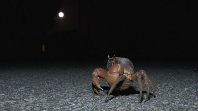 満月の夜に命の営み　宮古島市池間島でオカガニの放卵　|　沖縄のニュース｜RBC 琉球放送
