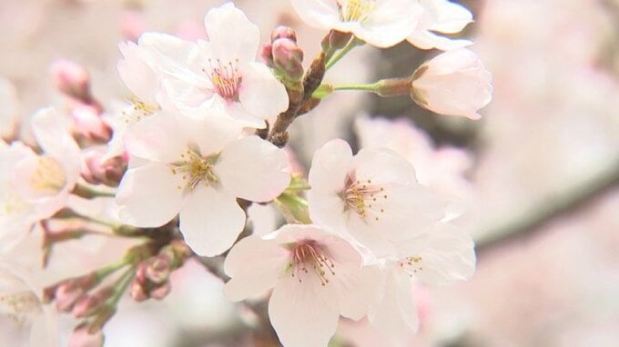 お花見の予算額　都道府県の平均2,831円　上位3位は岡山、2位は徳島　全国１位は？|TBS NEWS DIG