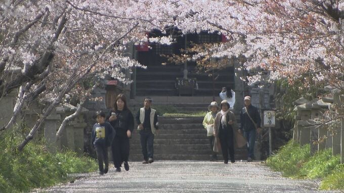 サクラのトンネル　参道彩る　鰐鳴八幡宮　山口|TBS NEWS DIG