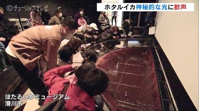 ホタルイカ不漁の中…200匹確保　神秘の光に歓声！発光ショー始まる　富山・滑川市　|　富山のニュース｜天気・防災｜チューリップテレビ