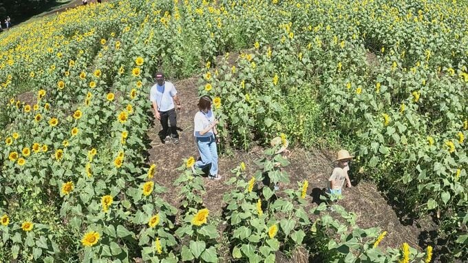 「大人も迷って楽しめる！」5万本のひまわり迷路、猪苗代ハーブ園に今年も登場　福島|TBS NEWS DIG