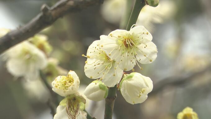 きょうは“啓蟄”小松天満宮の梅が見頃に…3月末まで　|　石川県のニュース｜MRO北陸放送