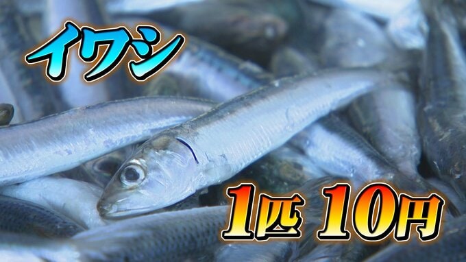 “船が沈んじゃう量”のイワシ「1匹10円」に開店前から客が殺到「いくらでも持って行って」“穫れ過ぎ”はあと5年続く説も|TBS NEWS DIG
