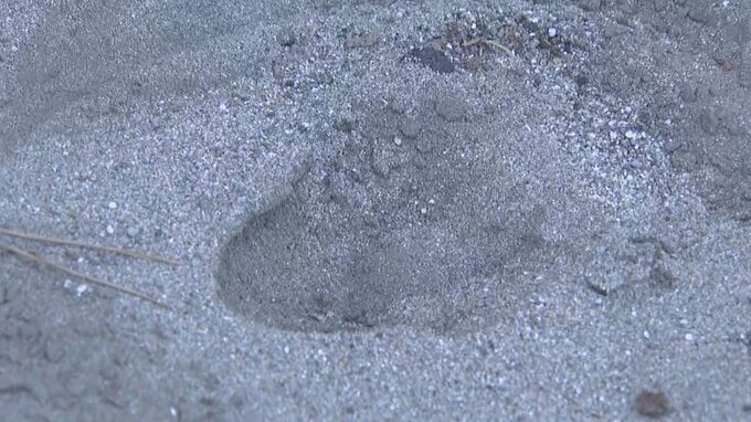富山湾の海岸近くでクマらしき動物の足跡…近隣住民に注意呼びかけ　富山　|　富山のニュース｜天気・防災｜チューリップテレビ