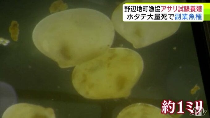 野辺地町漁協が「アサリ」の試験養殖始める　高水温による「陸奥湾ホタテ」大量死を受けての対応　収入減少を補うための「副業魚種」としての可能性探る　青森県　|　青森のニュース│ATV NEWS│青森テレビ