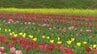「チューリップと、菜の花とサクラとがいっぺんに見えるのが魅力」3万本のチューリップ見ごろ 愛媛・大洲市　|　愛媛のニュース - Nスタえひめ｜あいテレビは6チャンネル