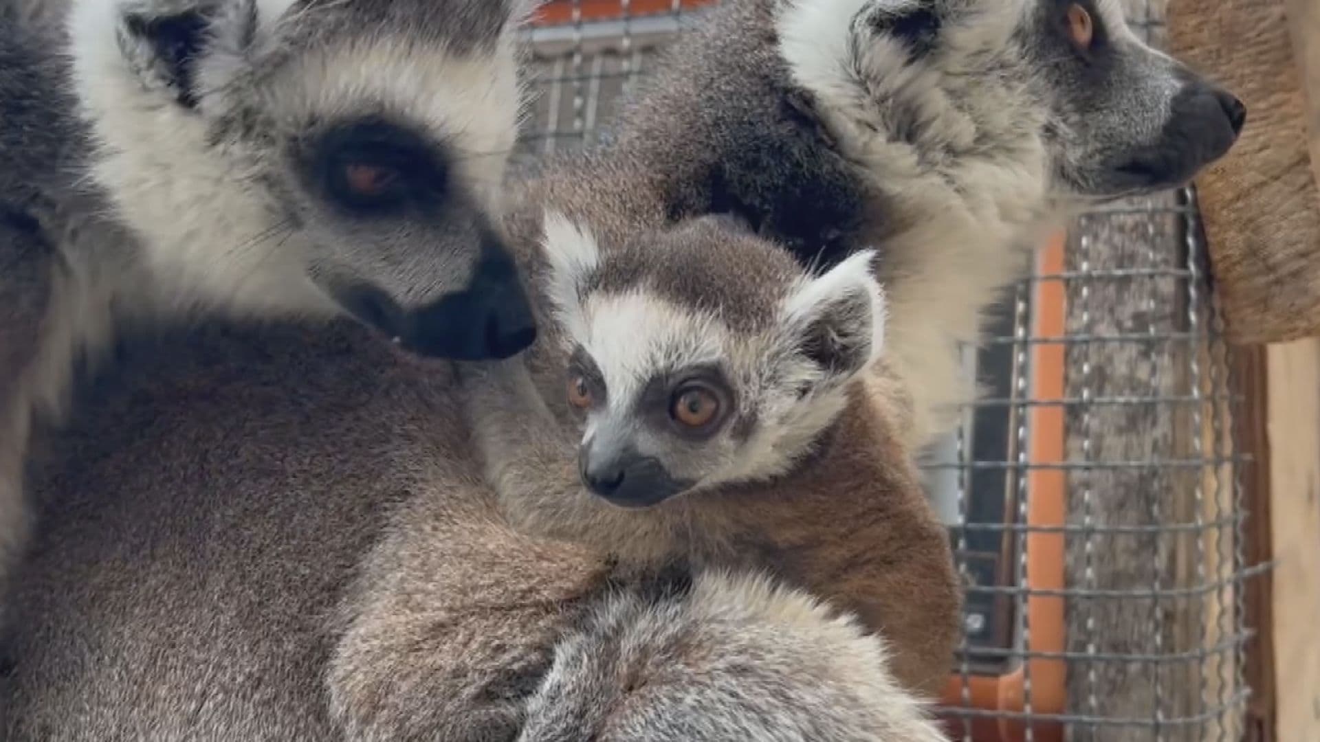 4年ぶりに誕生！ワオキツネザルの赤ちゃん…仲間たちも興味津々、動物