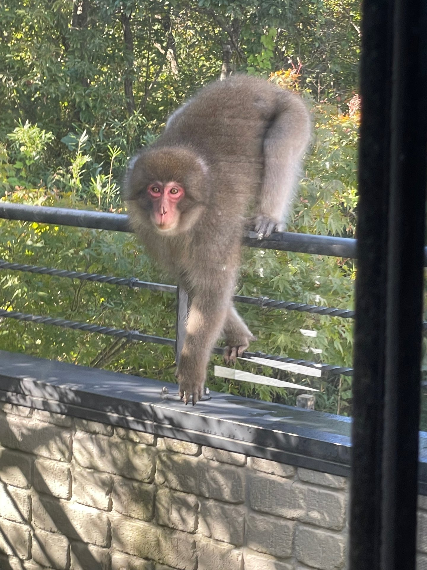 福猿さま専用 img_6b5349d23f2b96487ea69b1478