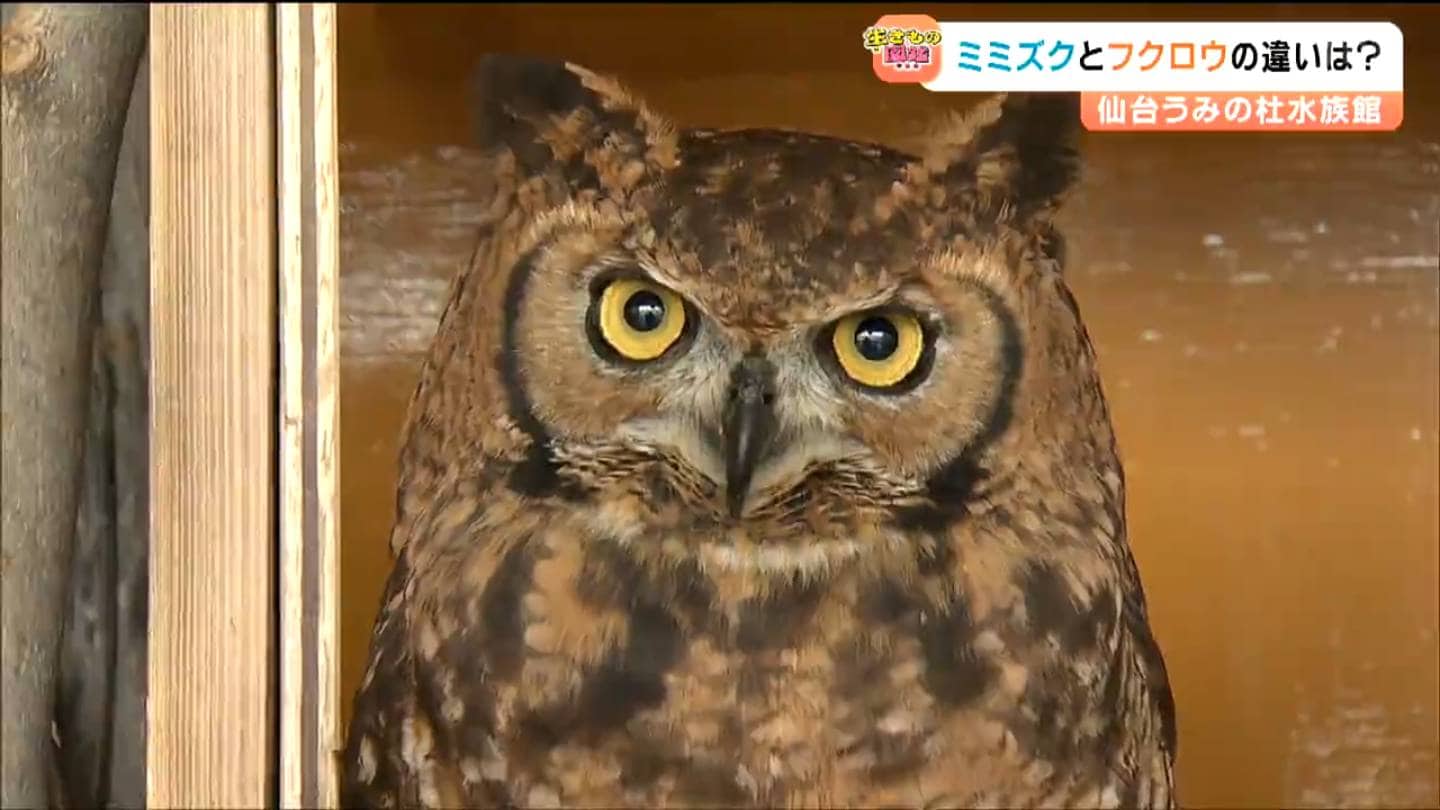 フクロウとミミズクの違いってなに 水族館の入口で「アフリカ