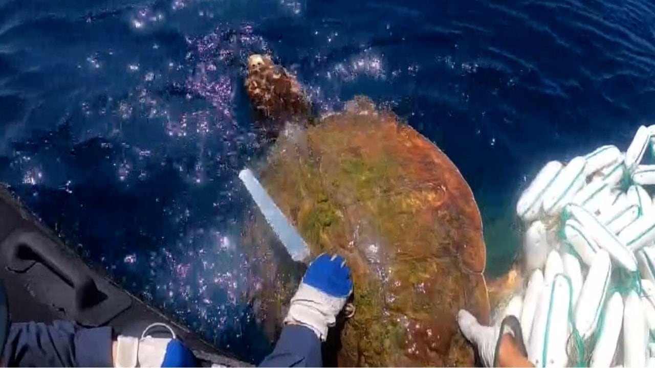 海に返してあげる」漁網に絡まったウミガメを救出 海保の動画が話題に