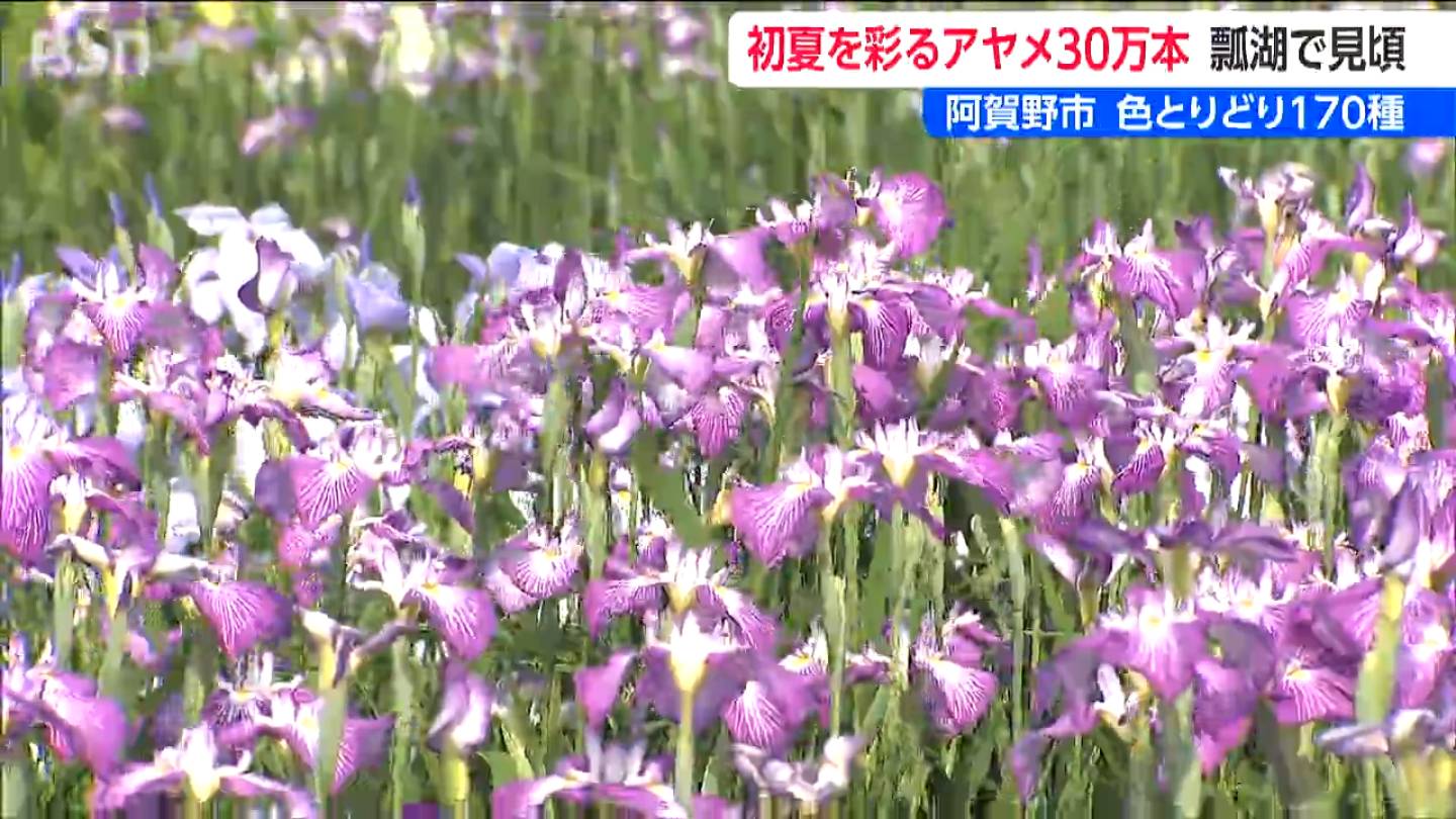 170種・30万本 色とりどりのアヤメが咲き誇る「瓢湖あやめ園」 春先の