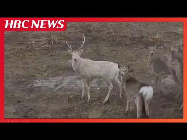 神の使い”か 珍しい真っ白なオスのシカが目撃される 北海道北部で