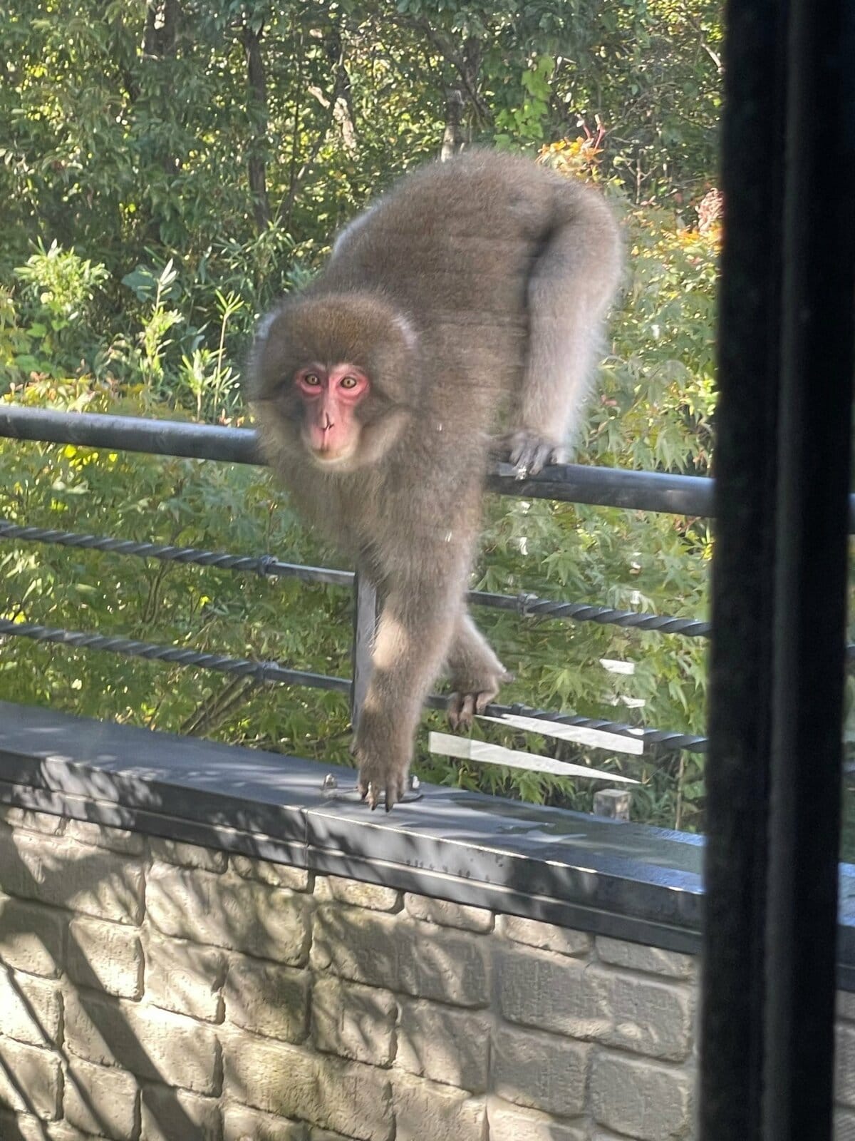 お猿さん様リクエスト　Phal. schilleriana 立葉2株 怖かった」サルがベランダに侵入 窓叩き威嚇・・・放尿まで 白昼の住宅
