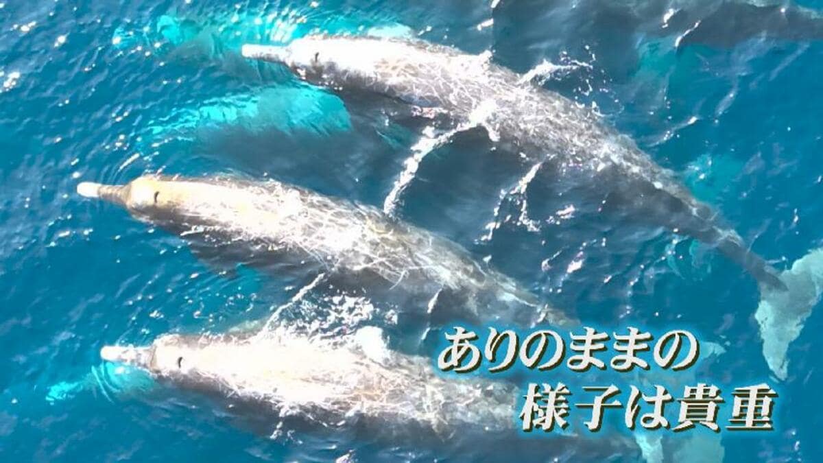 湯煙みたいに上がってんな、クジラか？」富山湾沖合20キロで