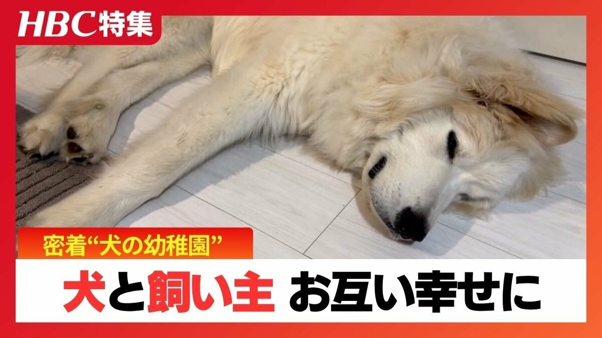 犬の幼稚園が映す新しい人と犬の関係