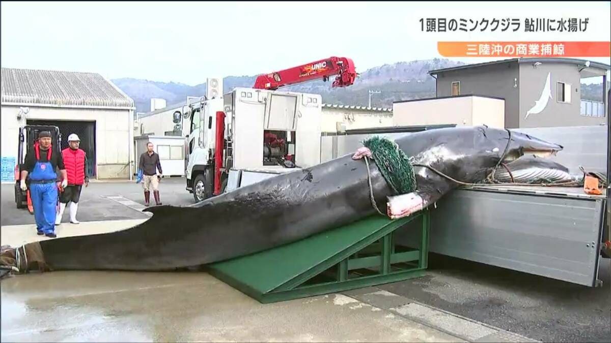 1971年捕獲希少南氷洋ミンククジラのヒゲ img_6bd80d02dae8b4b22473b5fbc7