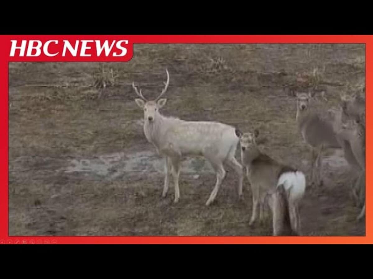 神の使い”か 珍しい真っ白なオスのシカが目撃される 北海道北部で